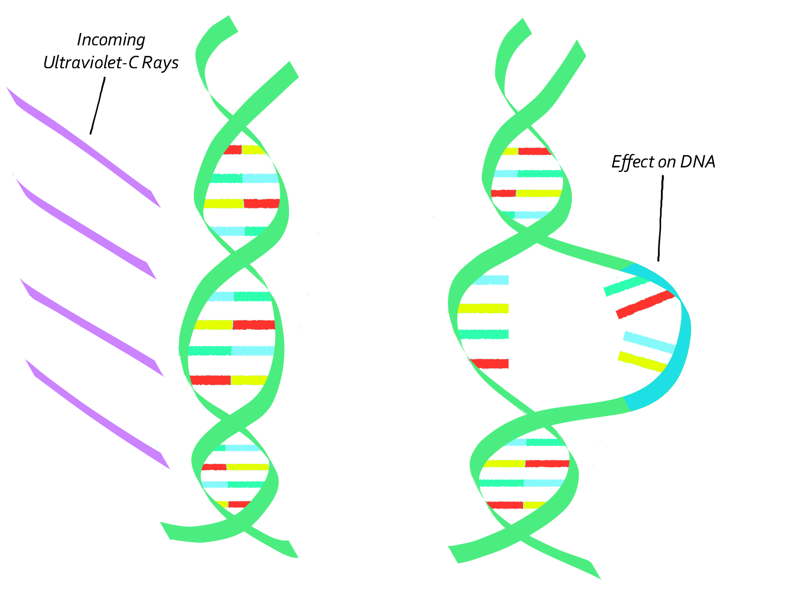 UVC DNA Damage